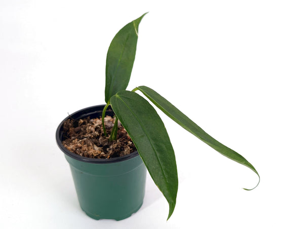 Anthurium Zamora Queen x Veriscolor