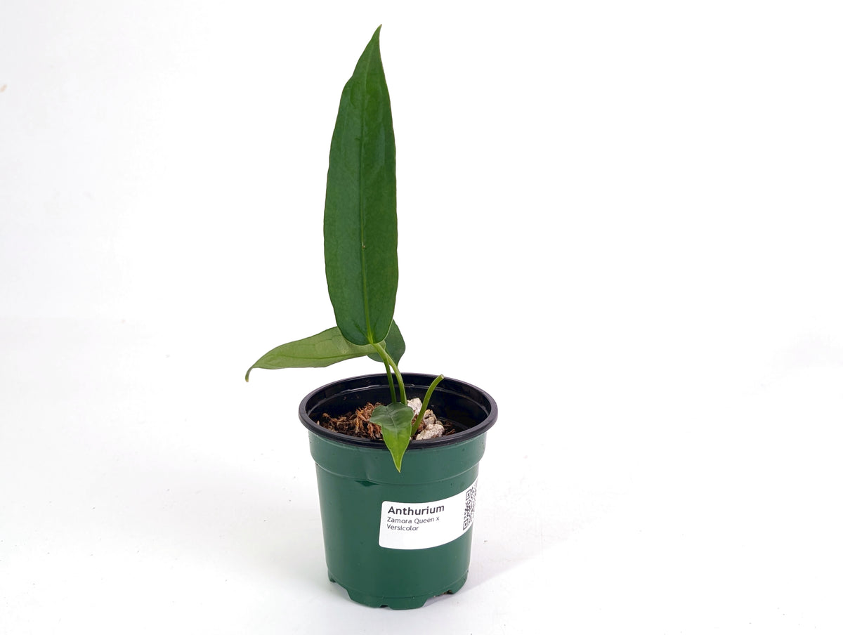 Anthurium Zamora Queen x Veriscolor