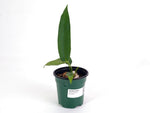 Anthurium Zamora Queen x Veriscolor