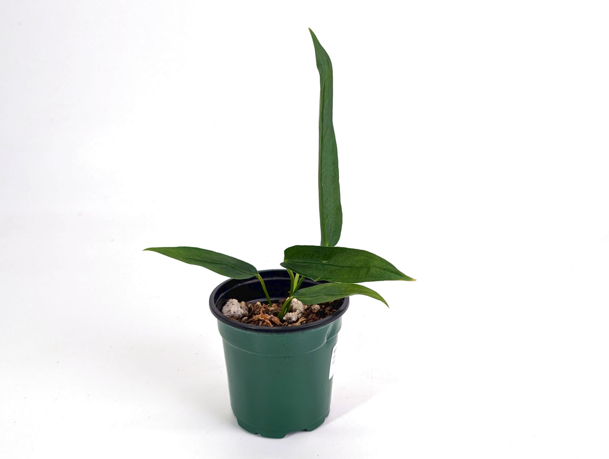 Anthurium Zamora Queen x Veriscolor