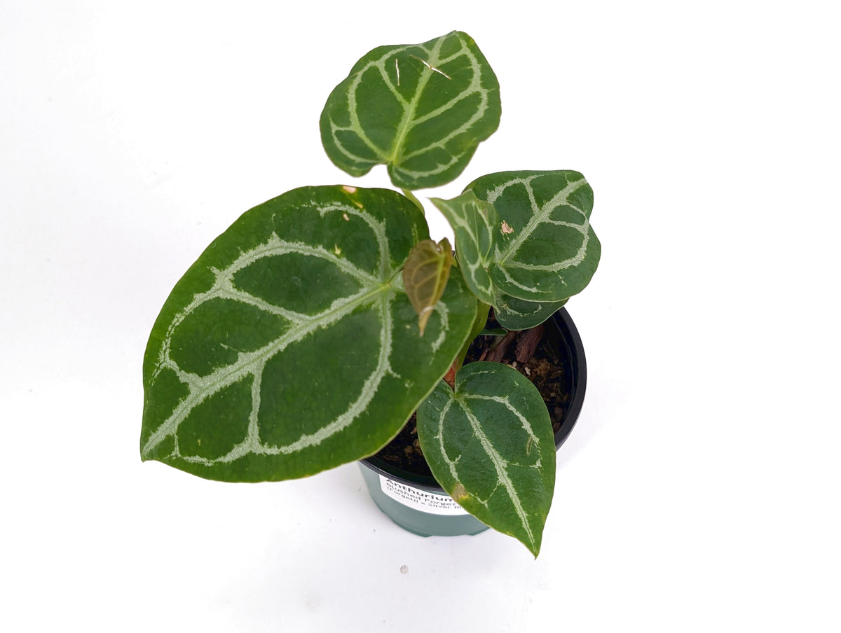 Anthurium Blushed Forget (Forgetii x Silver Blush)