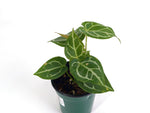 Anthurium Blushed Forget (Forgetii x Silver Blush)