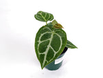 Anthurium Blushed Forget (Forgetii x Silver Blush)