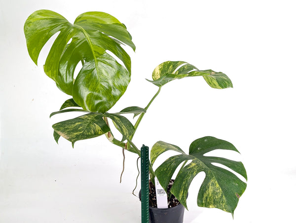 Monstera Aurea Tricolor - Approx 2ft Tall - Mature Exact Plant #29A - 6" Pot