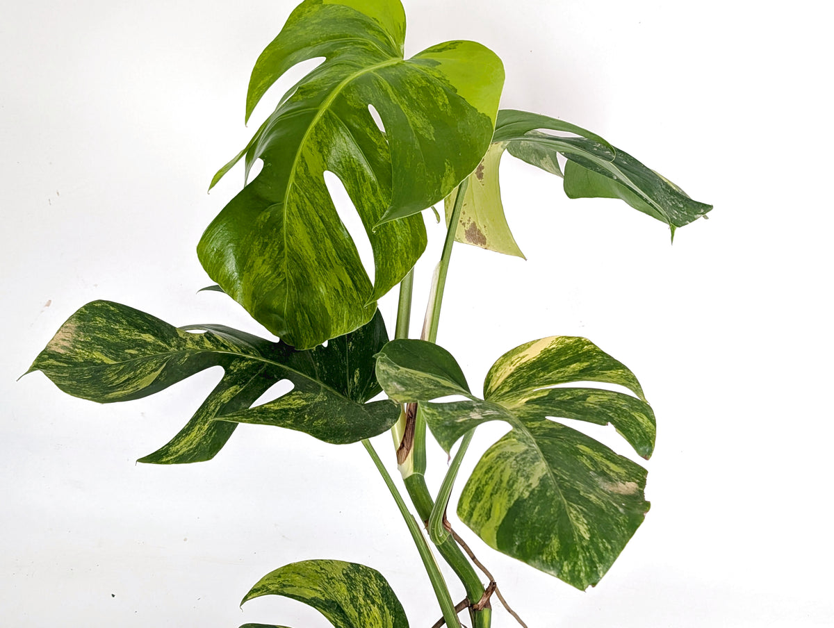 Monstera Aurea Tricolor - Approx 2ft Tall - Mature Exact Plant #29A - 6" Pot