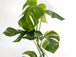 Monstera Aurea Tricolor - Approx 2ft Tall - Mature Exact Plant #29A - 6" Pot