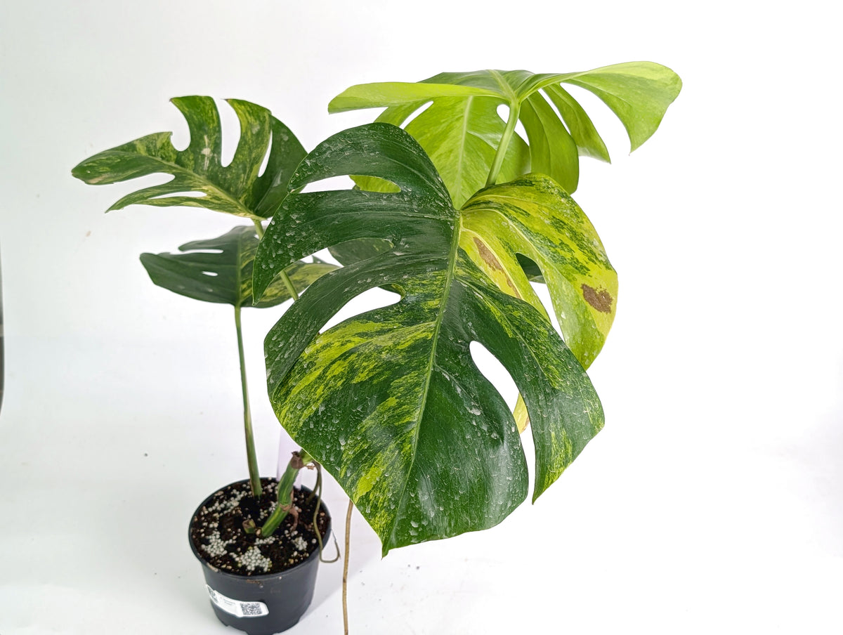 Monstera Aurea Tricolor - Approx 2ft Tall - Mature Exact Plant #29A - 6" Pot