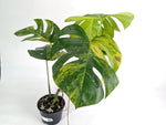 Monstera Aurea Tricolor - Approx 2ft Tall - Mature Exact Plant #29A - 6" Pot