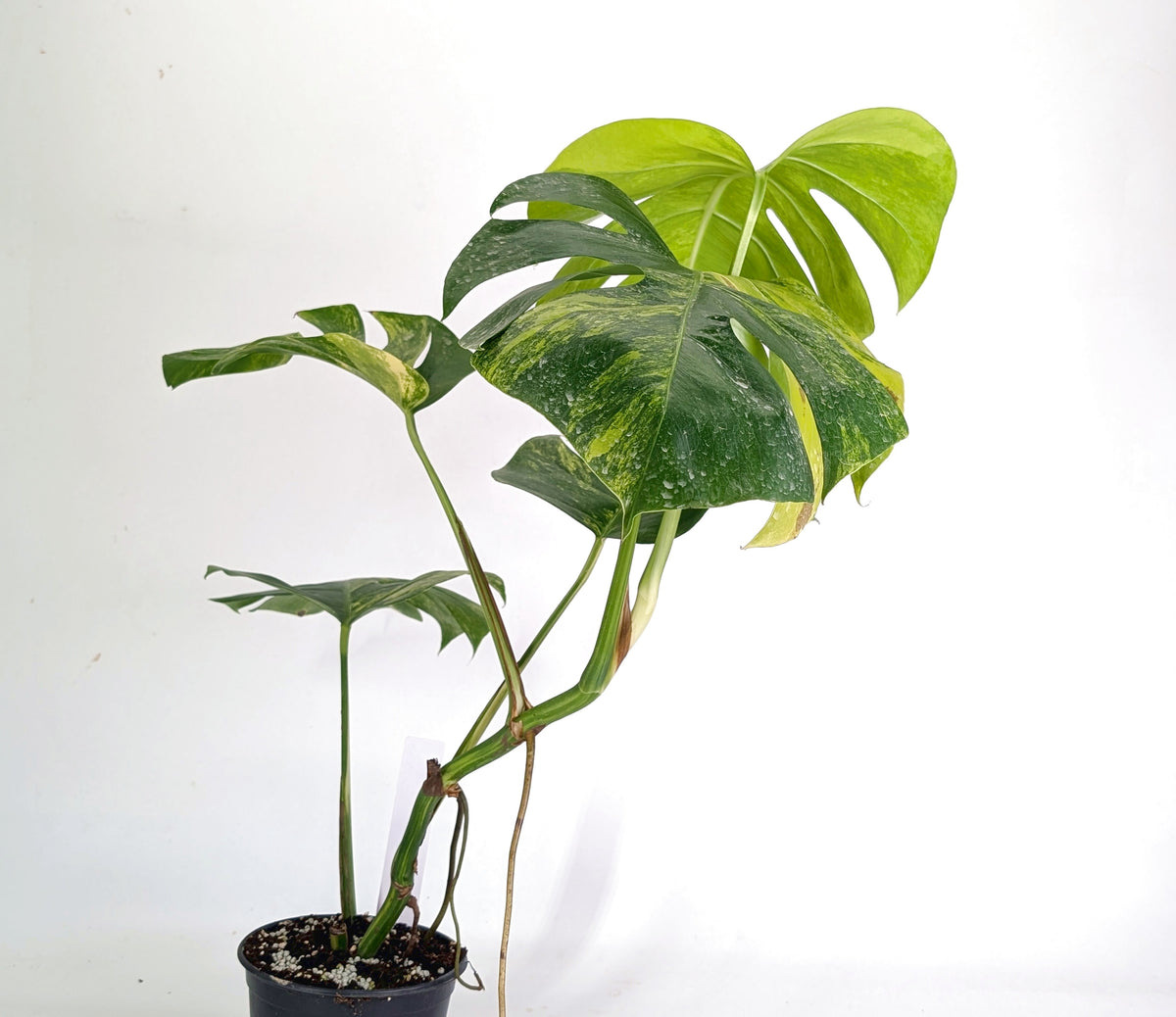 Monstera Aurea Tricolor - Approx 2ft Tall - Mature Exact Plant #29A - 6" Pot
