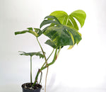 Monstera Aurea Tricolor - Approx 2ft Tall - Mature Exact Plant #29A - 6" Pot