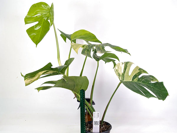 Monstera Aurea Tricolor - Approx 2ft Tall - Mature Exact Plant #29B - 6" Pot