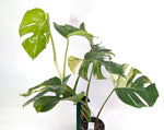 Monstera Aurea Tricolor - Approx 2ft Tall - Mature Exact Plant #29B - 6" Pot