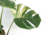Monstera Aurea Tricolor - Approx 2ft Tall - Mature Exact Plant #29B - 6" Pot