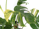 Monstera Aurea Tricolor - Approx 2ft Tall - Mature Exact Plant #29B - 6" Pot
