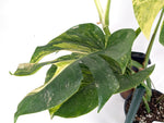 Monstera Aurea Tricolor - Approx 2ft Tall - Mature Exact Plant #29B - 6" Pot