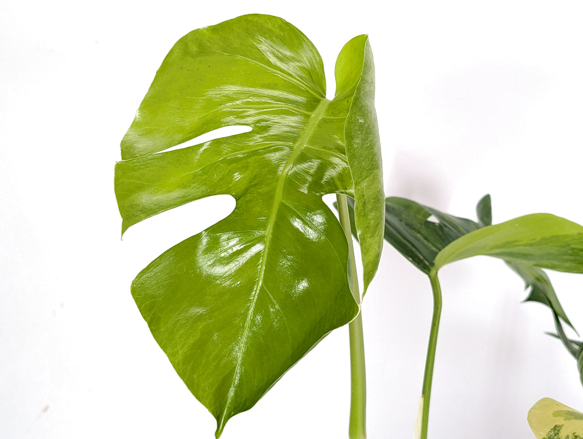 Monstera Aurea Tricolor - Approx 2ft Tall - Mature Exact Plant #29B - 6" Pot