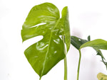 Monstera Aurea Tricolor - Approx 2ft Tall - Mature Exact Plant #29B - 6" Pot
