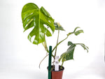 Monstera Aurea Tricolor - Approx 2ft Tall - Mature Exact Plant #29C - 6" Pot