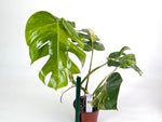 Monstera Aurea Tricolor - Approx 2ft Tall - Mature Exact Plant #29C - 6" Pot