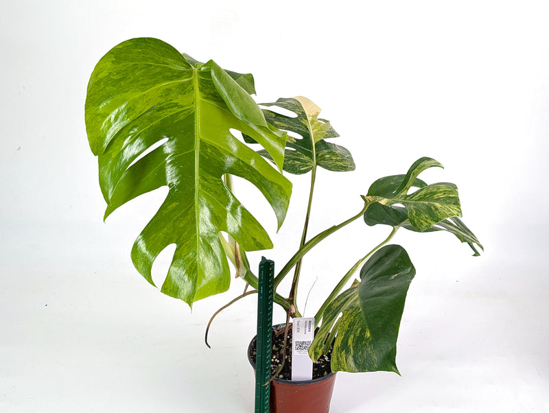 Monstera Aurea Tricolor - Approx 2ft Tall - Mature Exact Plant #29C - 6" Pot