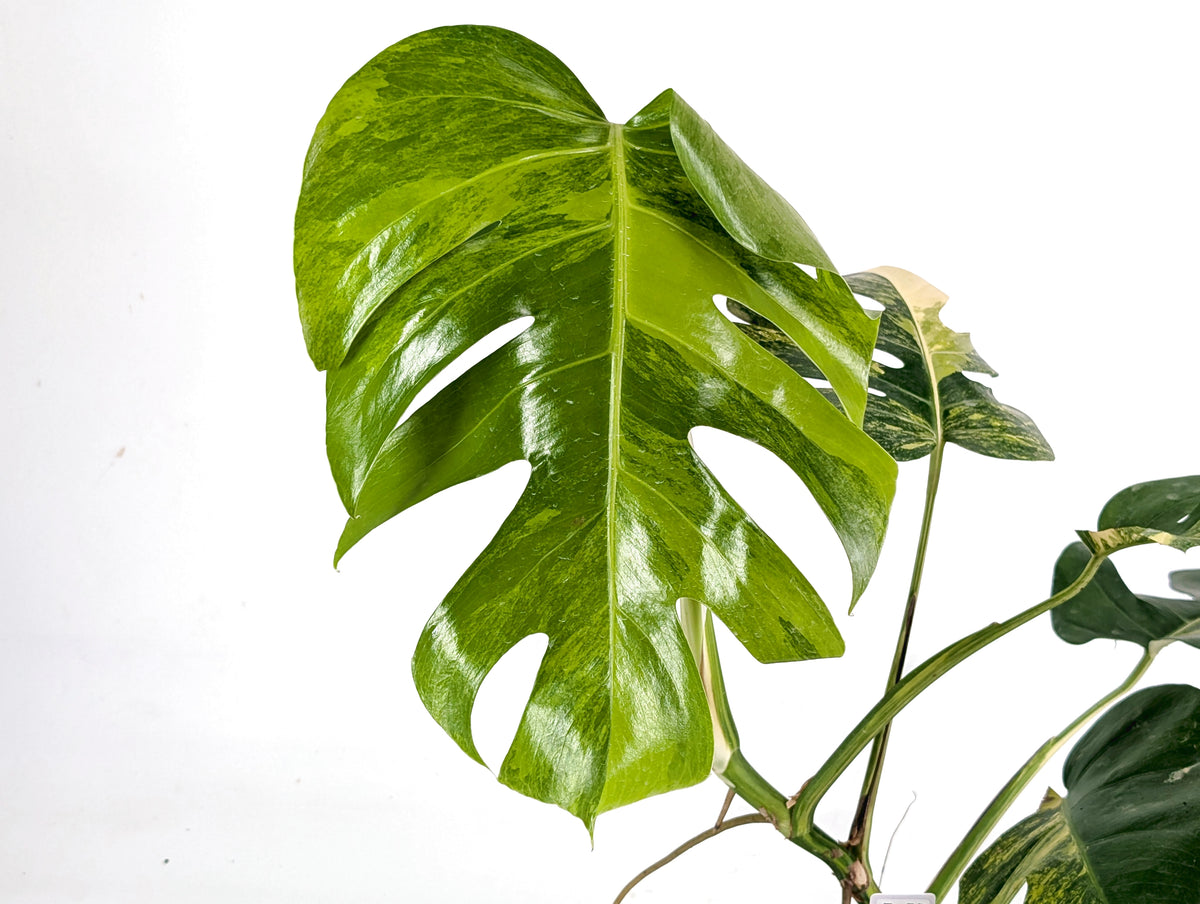 Monstera Aurea Tricolor - Approx 2ft Tall - Mature Exact Plant #29C - 6" Pot