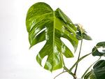Monstera Aurea Tricolor - Approx 2ft Tall - Mature Exact Plant #29C - 6" Pot
