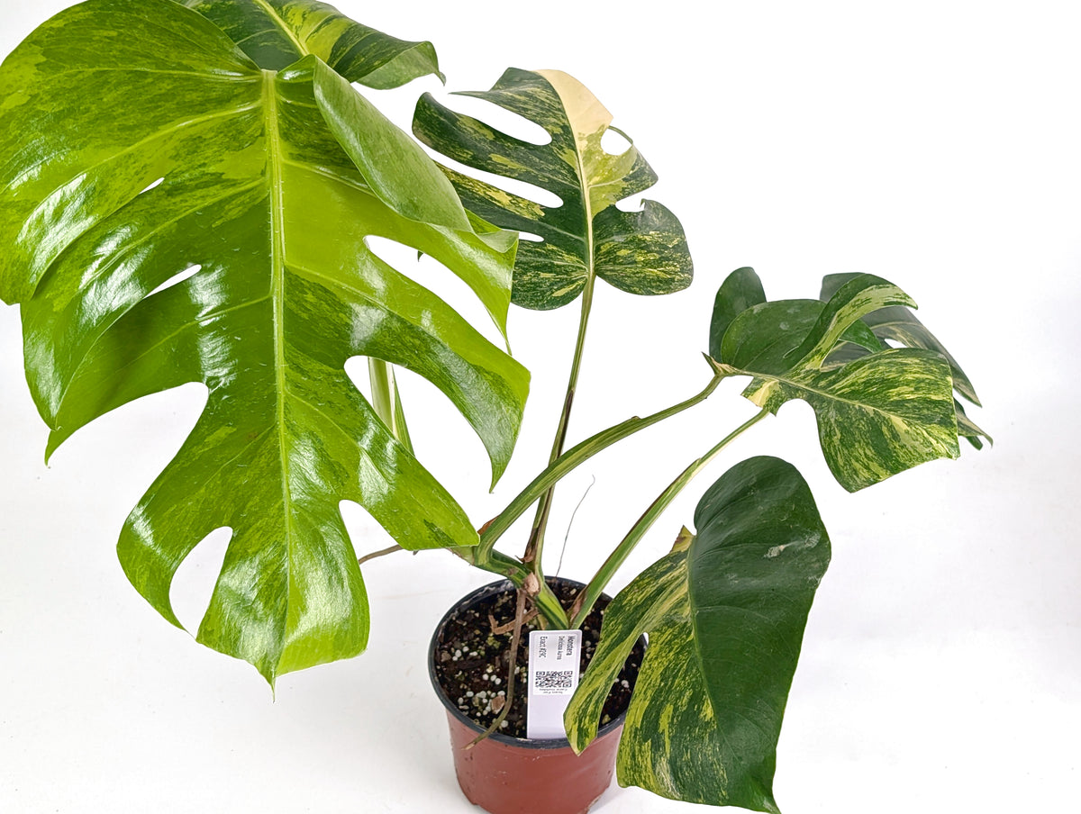 Monstera Aurea Tricolor - Approx 2ft Tall - Mature Exact Plant #29C - 6" Pot