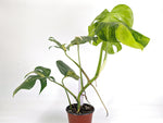 Monstera Aurea Tricolor - Approx 2ft Tall - Mature Exact Plant #29C - 6" Pot