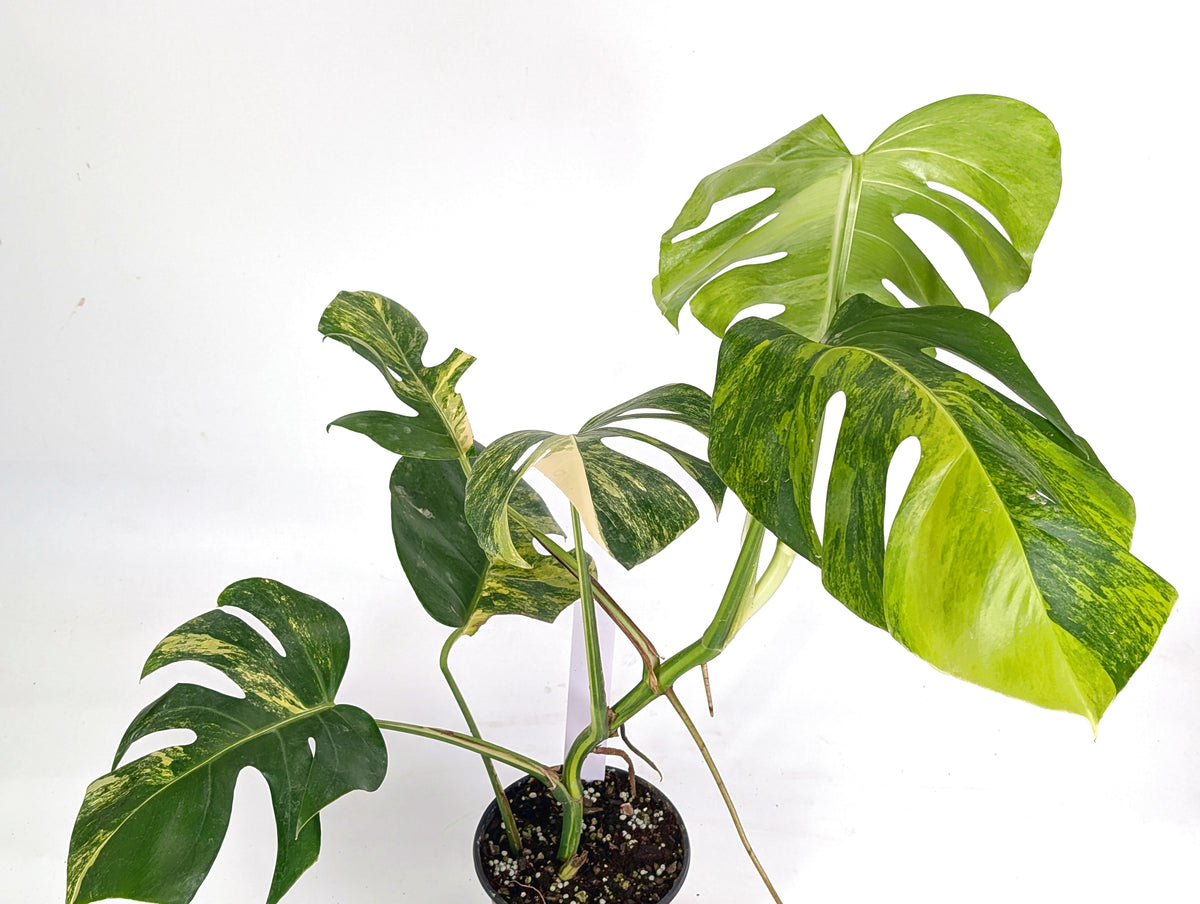 Monstera Aurea Tricolor - Approx 2ft Tall - Mature Exact Plant #29C - 6" Pot