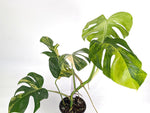 Monstera Aurea Tricolor - Approx 2ft Tall - Mature Exact Plant #29C - 6" Pot