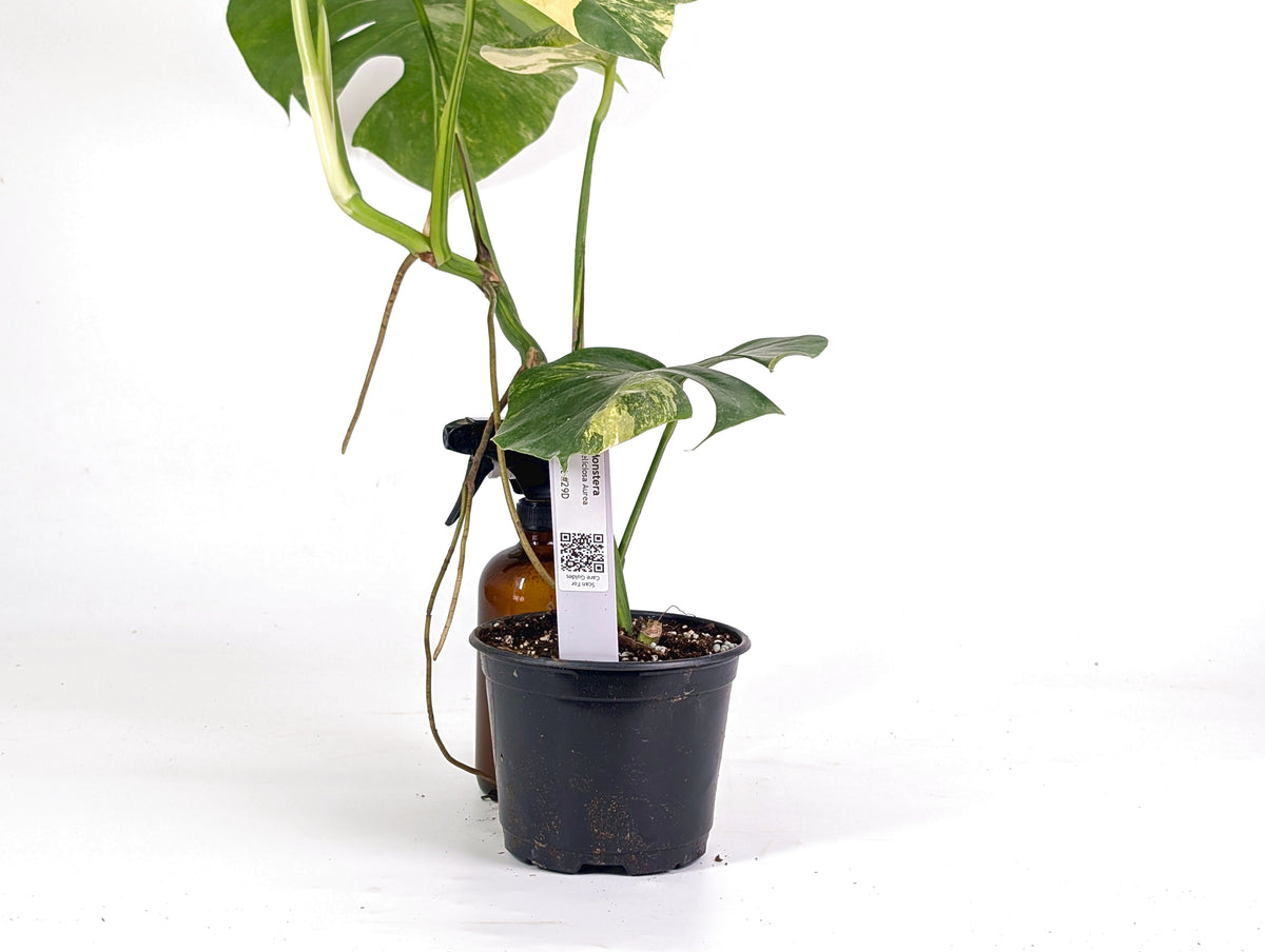 Monstera Aurea Tricolor - Approx 2ft Tall - Mature Exact Plant #29D - 6" Pot