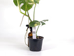 Monstera Aurea Tricolor - Approx 2ft Tall - Mature Exact Plant #29D - 6" Pot
