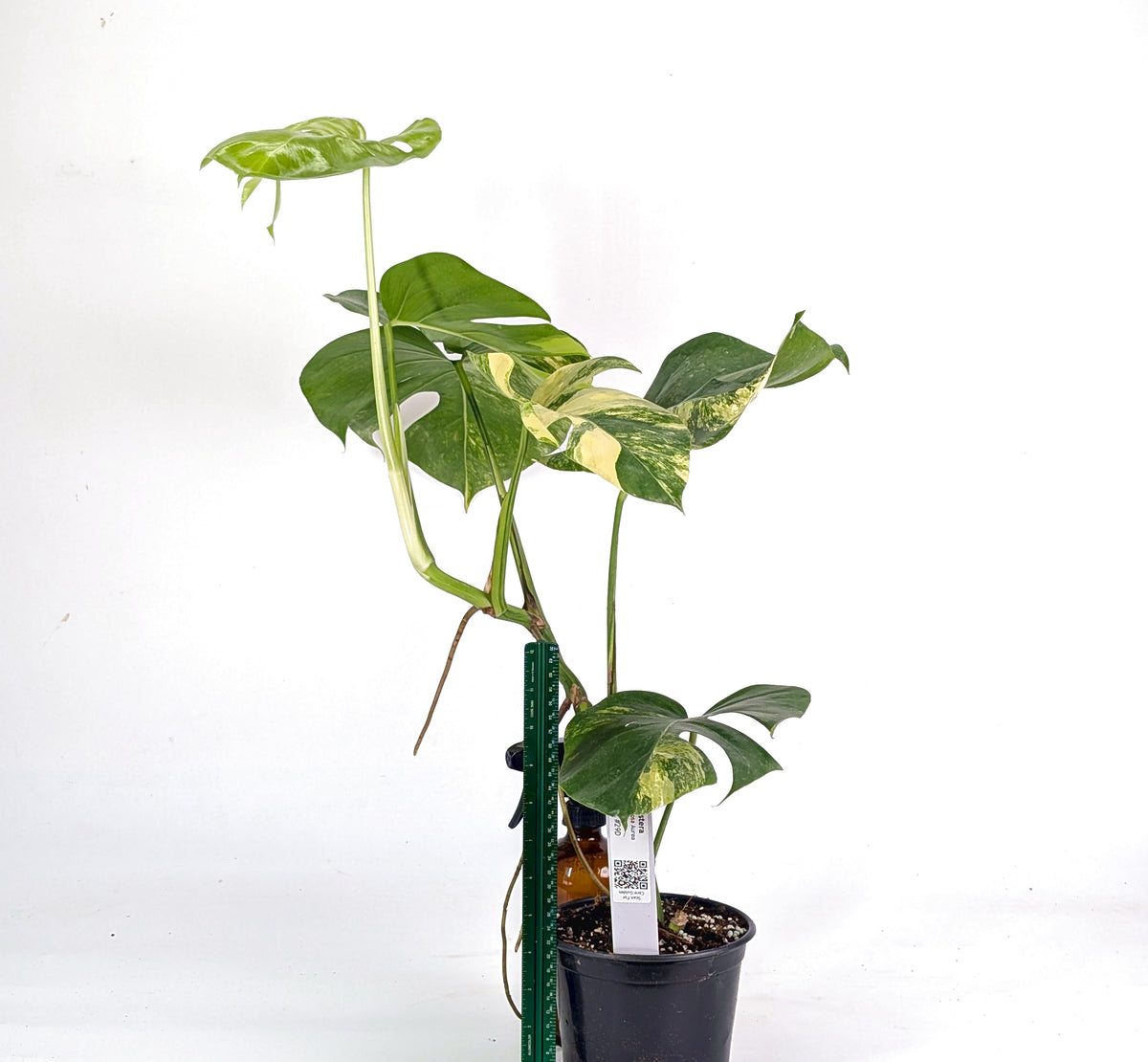 Monstera Aurea Tricolor - Approx 2ft Tall - Mature Exact Plant #29D - 6" Pot