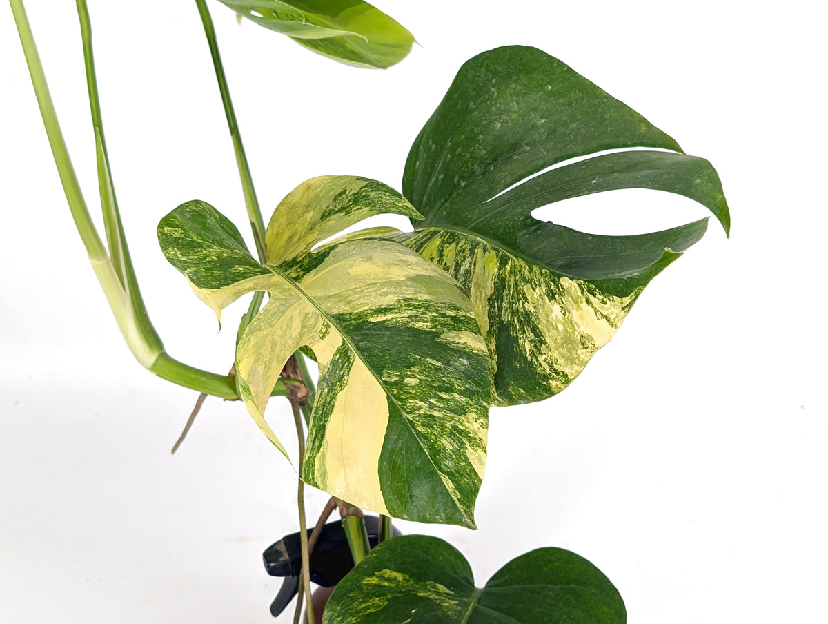 Monstera Aurea Tricolor - Approx 2ft Tall - Mature Exact Plant #29D - 6" Pot