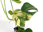 Monstera Aurea Tricolor - Approx 2ft Tall - Mature Exact Plant #29D - 6" Pot