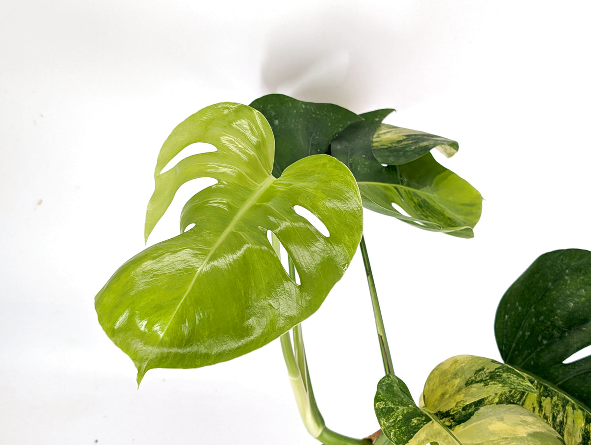 Monstera Aurea Tricolor - Approx 2ft Tall - Mature Exact Plant #29D - 6" Pot