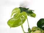 Monstera Aurea Tricolor - Approx 2ft Tall - Mature Exact Plant #29D - 6" Pot