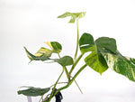 Monstera Aurea Tricolor - Approx 2ft Tall - Mature Exact Plant #29D - 6" Pot