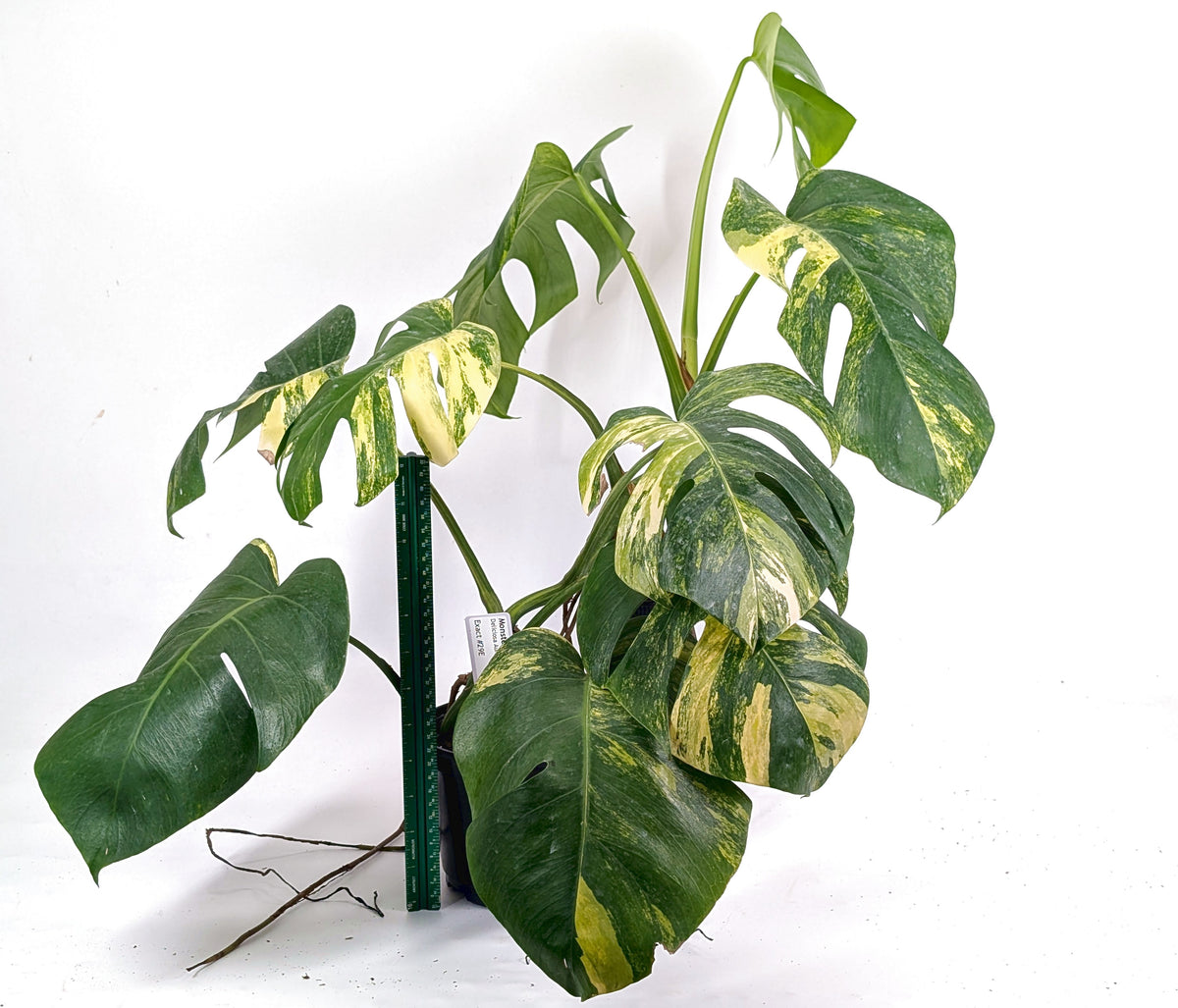 Monstera Aurea Tricolor - Approx 2ft Tall - Mature Exact Plant #29E - 6" Pot