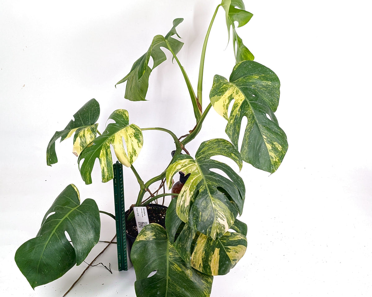 Monstera Aurea Tricolor - Approx 2ft Tall - Mature Exact Plant #29E - 6" Pot