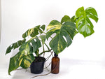 Monstera Aurea Tricolor - Approx 2ft Tall - Mature Exact Plant #29E - 6" Pot