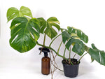 Monstera Aurea Tricolor - Approx 2ft Tall - Mature Exact Plant #29E - 6" Pot