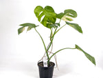 Monstera Aurea Tricolor - Approx 2ft Tall - Mature Exact Plant #29F - 6" Pot