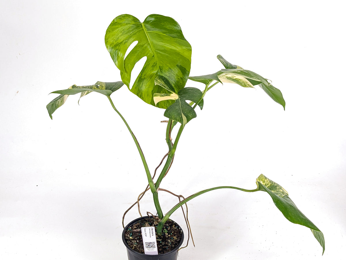 Monstera Aurea Tricolor - Approx 2ft Tall - Mature Exact Plant #29F - 6" Pot