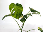 Monstera Aurea Tricolor - Approx 2ft Tall - Mature Exact Plant #29F - 6" Pot