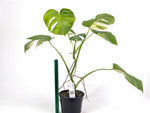 Monstera Aurea Tricolor - Approx 2ft Tall - Mature Exact Plant #29F - 6" Pot