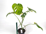 Monstera Aurea Tricolor - Approx 2ft Tall - Mature Exact Plant #29F - 6" Pot