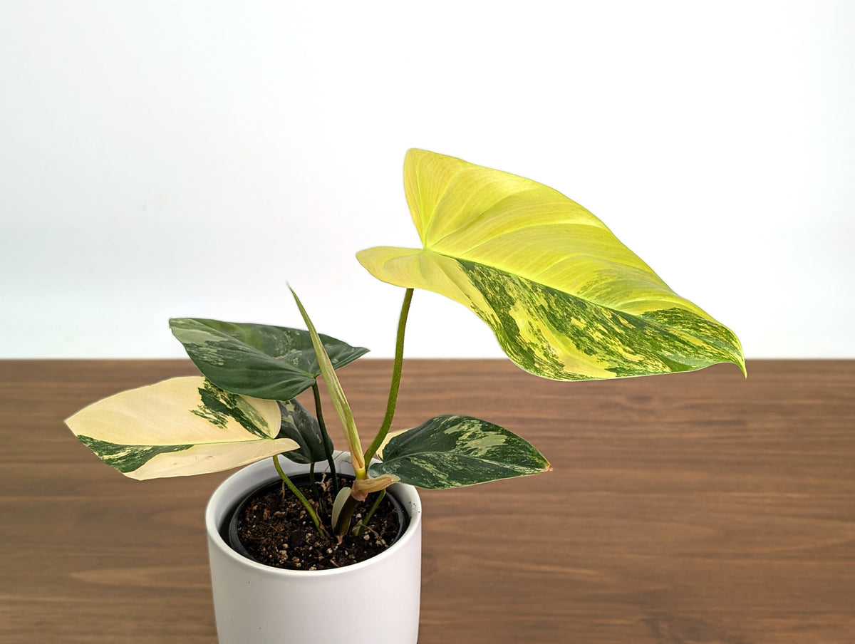 Philodendron Florida Beauty × Fuzzy Petiole Variegated - Exact Plant #31A - One of a Kind