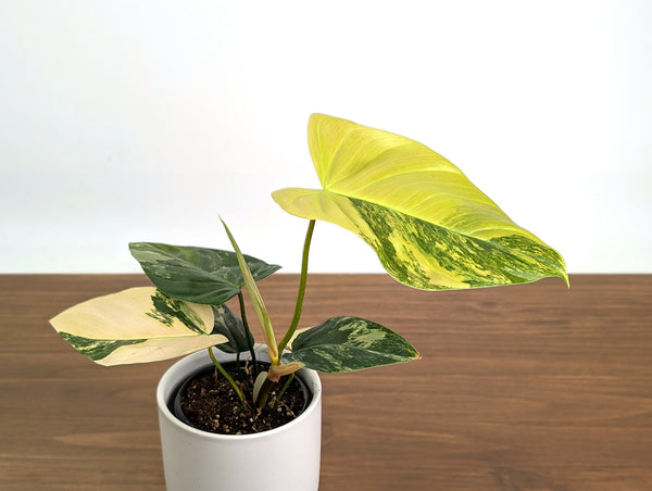 Philodendron Florida Beauty × Fuzzy Petiole Variegated - Exact Plant #31A - One of a Kind