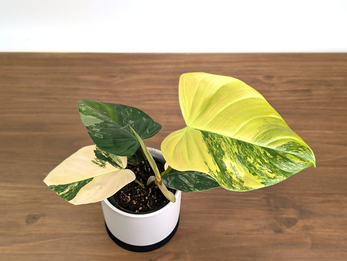 Philodendron Florida Beauty × Fuzzy Petiole Variegated - Exact Plant #31A - One of a Kind